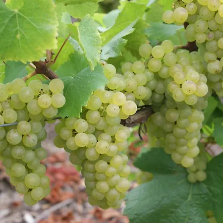 Les Glycines - Maison Avec Bel Exterieur Дом отдыха